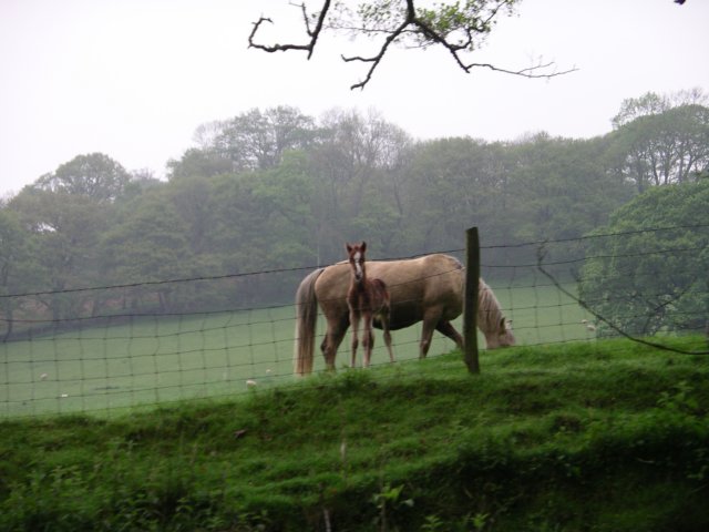 imgp0106.jpg